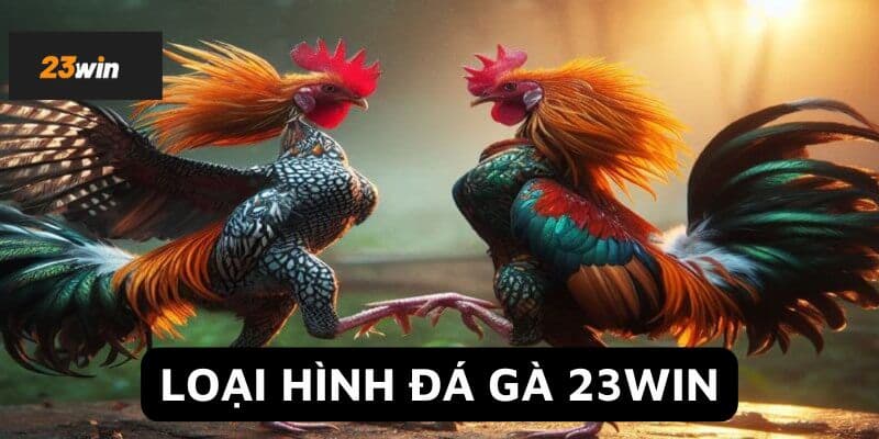 Các hình thức đá gà 23Win không thể bỏ lỡ