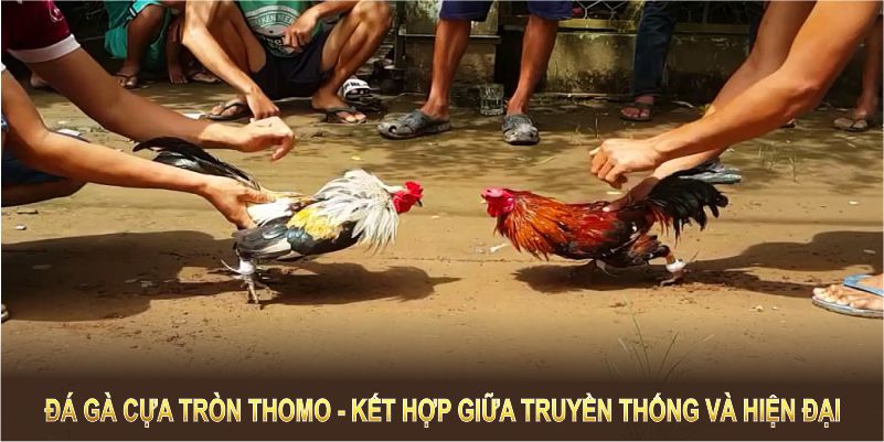 Đá gà cựa tròn Thomo là sự kết hợp giữa truyền thống và hiện đại, đầy cuốn hút