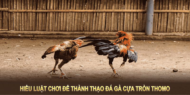 Hiểu luật chơi là bước đầu để thành thạo đá gà cựa tròn Thomo