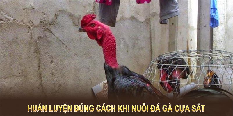 Huấn luyện đúng cách giúp gà đá cựa sắt phát huy tối đa sức mạnh