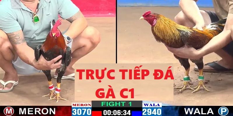 Tìm hiểu về hình thức trực tiếp đá gà C1